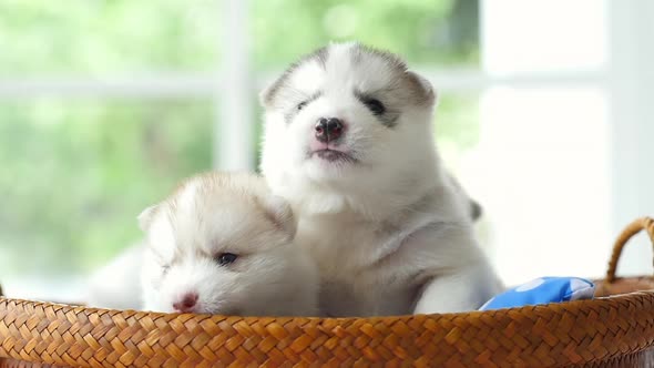 Group Cute Siberian Husky Lying In Basket Bed 