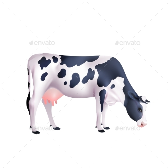 Cow Realistic Illustration