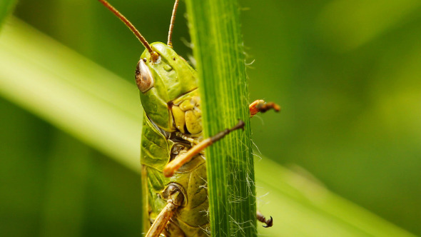 Grasshopper On Blade Of Grass