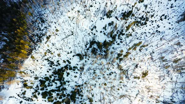 Winter time in Tatra Mountain Range with pine forest and snow, aerial