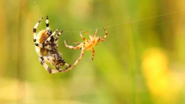 Spiders Fight