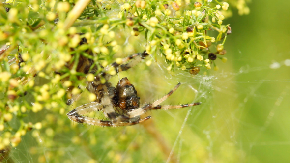 Spider And Its Prey