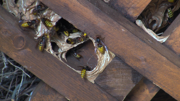 Wasp Nest