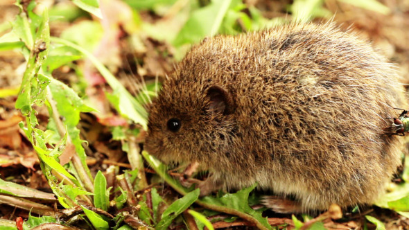 Harvest Mouse