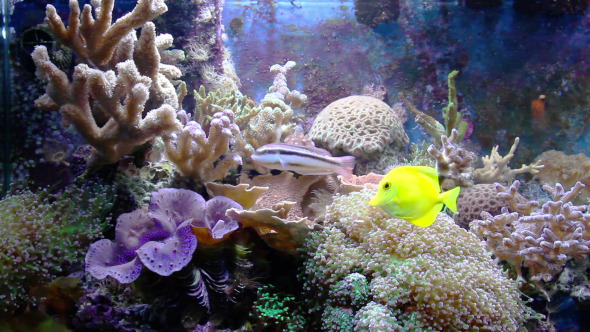 Aquarium With Fish And Corral