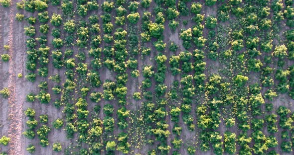 Drone drops toward hemp field with large plants getting near harvest.