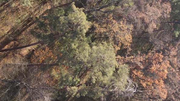 Vertical Video of an Autumn Forest During the Day in Ukraine