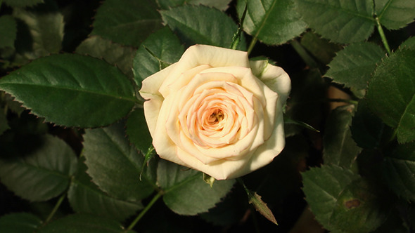 Growing Of White Pink Rose