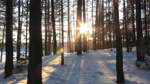 Winter Forest And The Sun