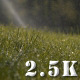Green Grass Sprinkler Dew - VideoHive Item for Sale