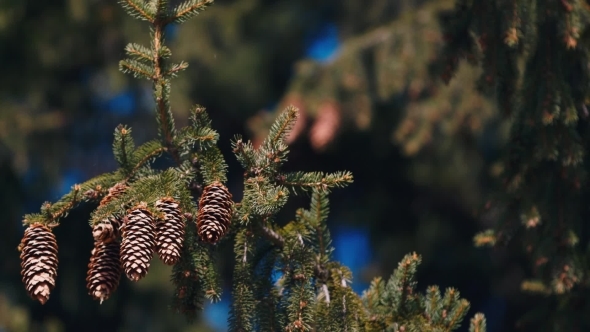 Several Cones On Spruce