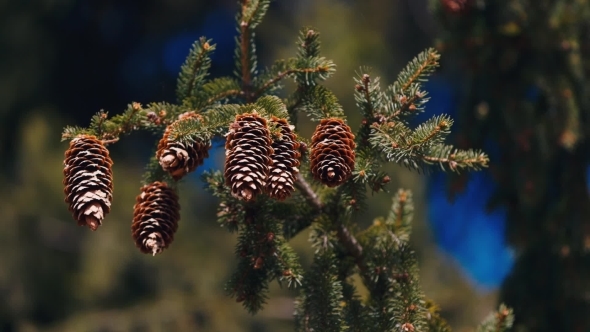 Several Cones On Spruce