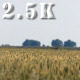 Heat Blazed Wheat Field - VideoHive Item for Sale