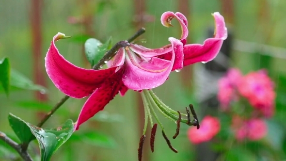 Pink Lily Flower In Rain