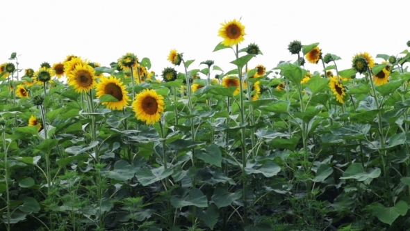 Sunflowers In The Field