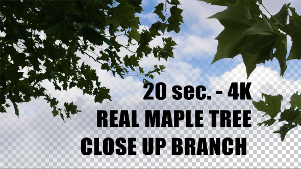 Real Maple Tree Closeup Branch with alpha channel