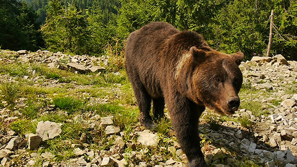 A Curious Young Bear