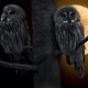 Night Crying Owl
