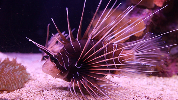 Clearfin Lionfish (Pterois antennata)