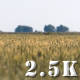 Summer Blazed Wheat Field - VideoHive Item for Sale