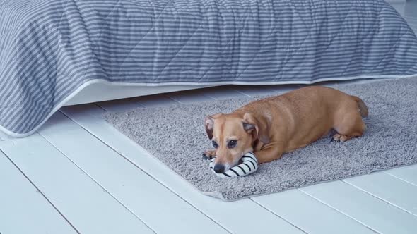 Small Brown Dog with Big Ears Plays with Soft Toy Ring in Bedroom at Home Medium Shot Slow Motion