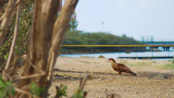 Caracara falcon stands in profile and walks out of frame, SLOW MOTION