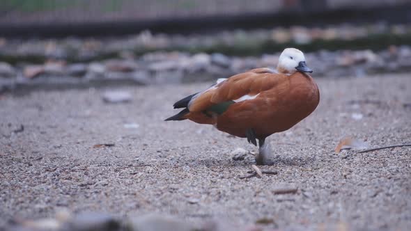 Beautiful ruddy shelduck