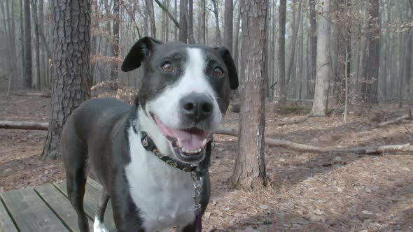 high speed shot of a dog in a forest or park