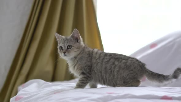 Close Up Kitten Standing On A Bed