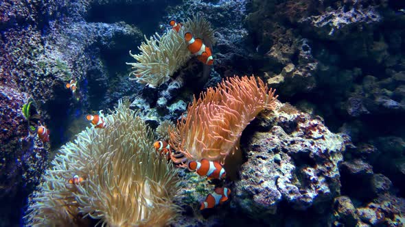 Underwater beautiful shooting of swimming fish at the bottom of the ocean or sea