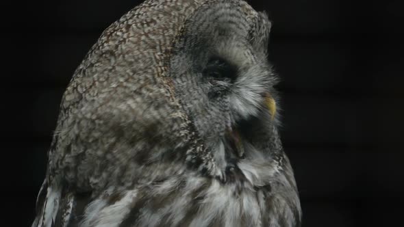 Portrait of a Yawning Owl Close-up