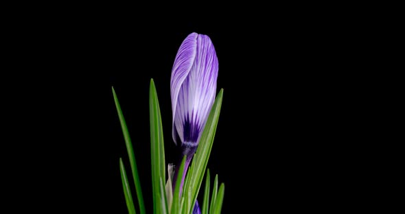 Timelapse of Several Violet Crocuses Flowers Grow, Blooming and Fading on Black Background