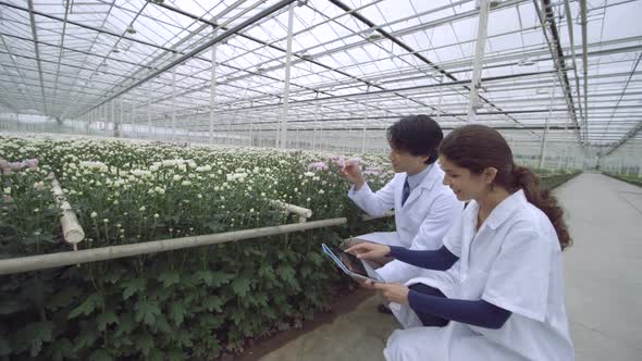 MS Tracking Left Scientists examining plant and using digital tablet in greenhouse