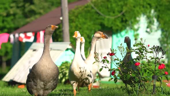 Flock of White and Brown Geese on the Pasture