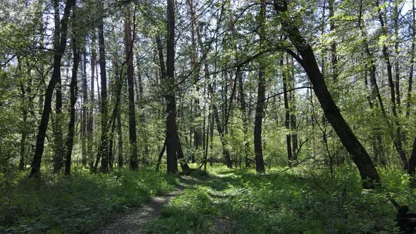 Green Forest During the Day Aerial View