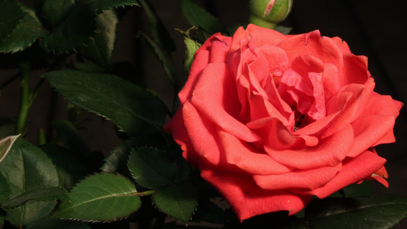 Growing Of Red Pink Rose