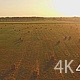 Beautiful Field of Green Grass, Agriculture - VideoHive Item for Sale
