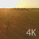 Beautiful Field of Green Grass, Agriculture - VideoHive Item for Sale