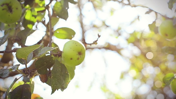  Autumn Fresh Apple Tree at Sunset with Sun Flare