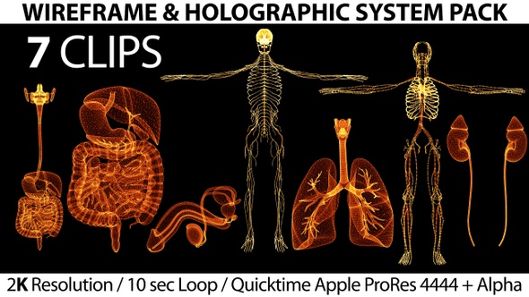 Wireframe Holographic System of Human Body Pack