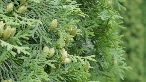Thuja Branch With Tiny Cones On White Background