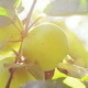 Autumn Fresh Apple on Tree with Sun Leaks    - VideoHive Item for Sale