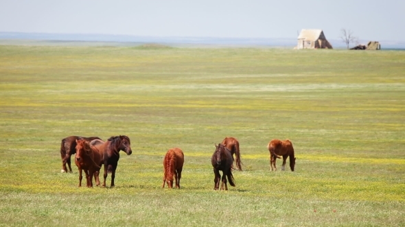 Herd Of Wild Horses In a Field 