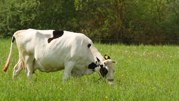 Cow Eats Grass