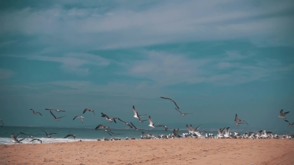 Seagulls Make Takeoff From The Ocean Beach