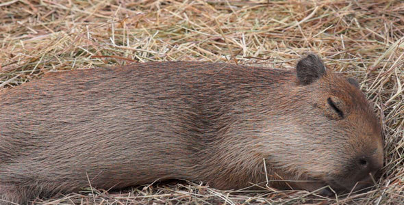 Animal Capybara