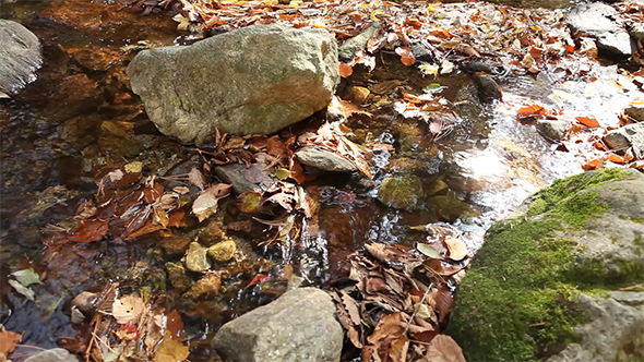 Autumn Forest Stream