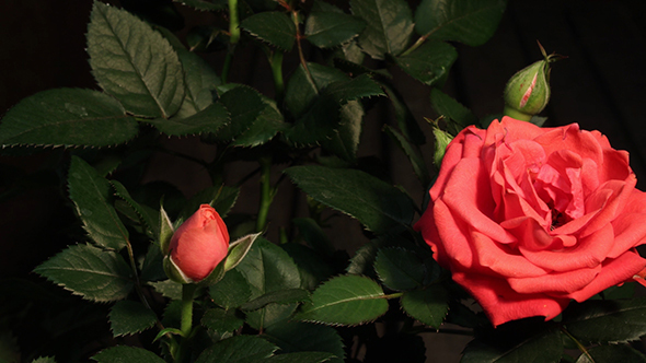 Growing Of Red Pink Rose