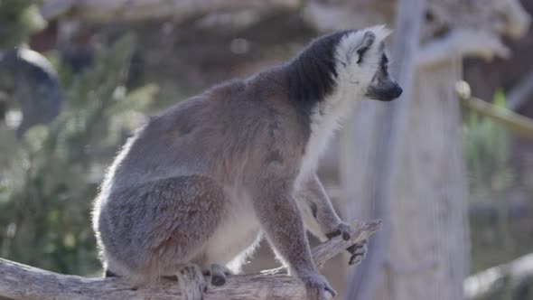 Lemur slow motion on his perch