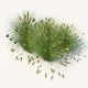 Lowest Poly- Fountain Grass - 3DOcean Item for Sale
